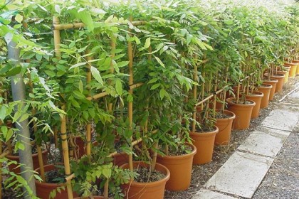 Cây Giống Tử Đăng cao 1,5-2m