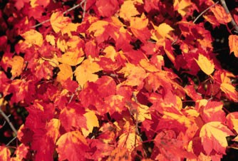 Trước khi rụng lá, lá cây chuyển màu cam hoặc đỏ.