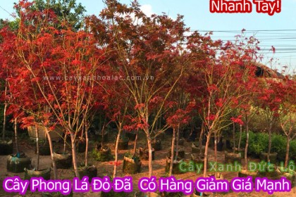 Khuyến Mại Cuối Năm Cho SP Cây Phong Lá Đỏ