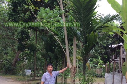 cay-chum-ngay-to-co-thu
