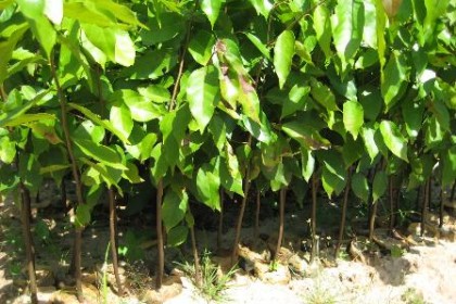 Giống cây Sao Đen