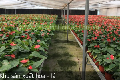 Vườn sản xuất hoa tiểu hồng môn