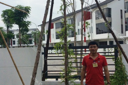 Cây Tử Đằng tại Gamuda Garden