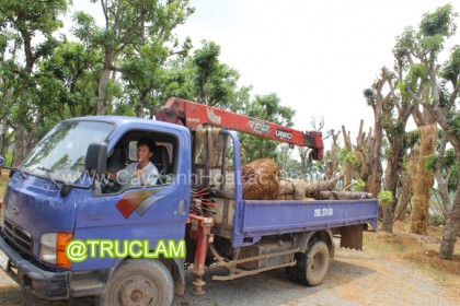 Xe Cẩu Cho Thuê của Công ty Trúc Lâm