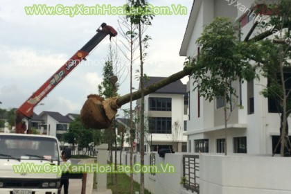 Cây Sấu trồng tại Gamuda