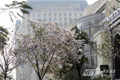 Cây Ban Trắng Tây Bắc