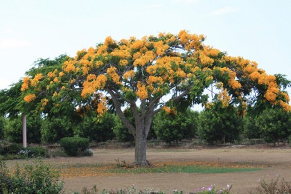 Cây Phượng Vỹ Vàng