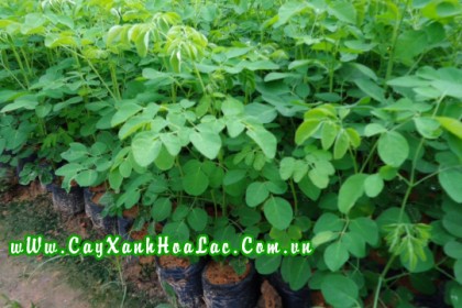 Cây Ban giống được chúng tôi sản xuất