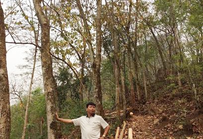 Ảnh Cây ban được Đức Lộc khai thác tại Sơn La