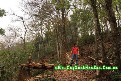 Ảnh Cây ban được Đức Lộc khai thác tại Sơn La