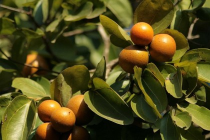 Cây Mã Tiền