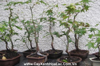 Cây Phong trưởng thành