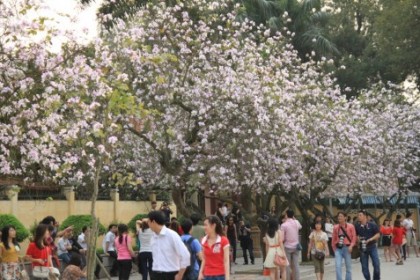 Cây Ban Trắng Tây Bắc tại đường Bắc Sơn HN
