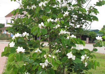 Hoa Ban Trắng