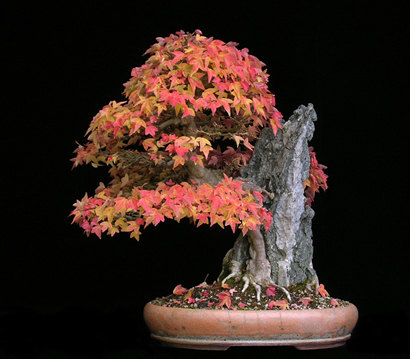 phongbonsai