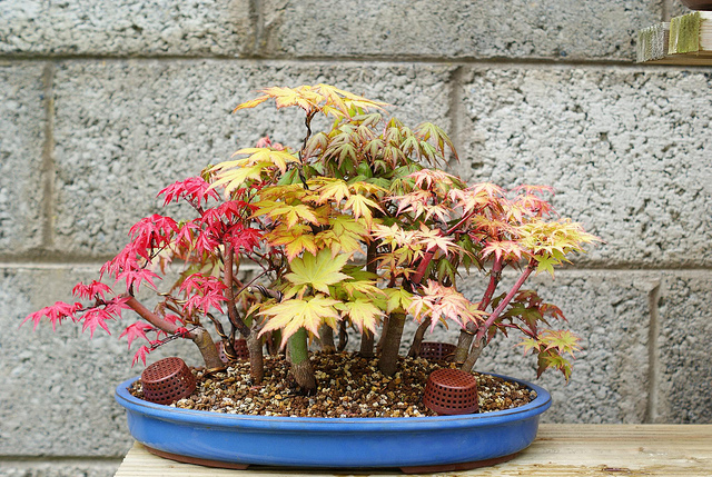 phongbonsai10