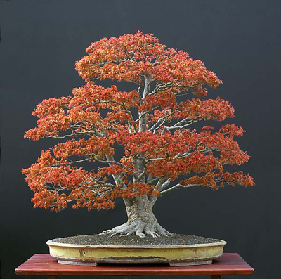 phongbonsai1