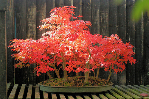 phongbonsai11