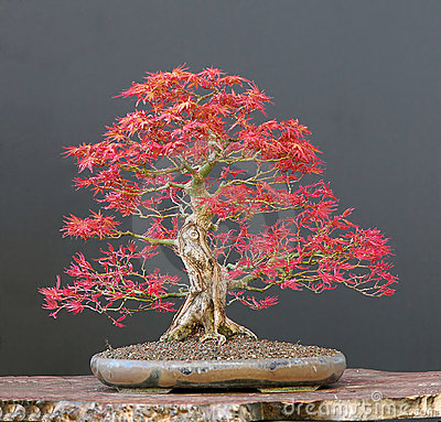 phongbonsai2