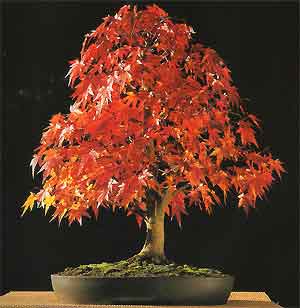 phongbonsai4