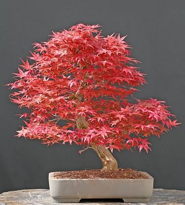 phongbonsai5