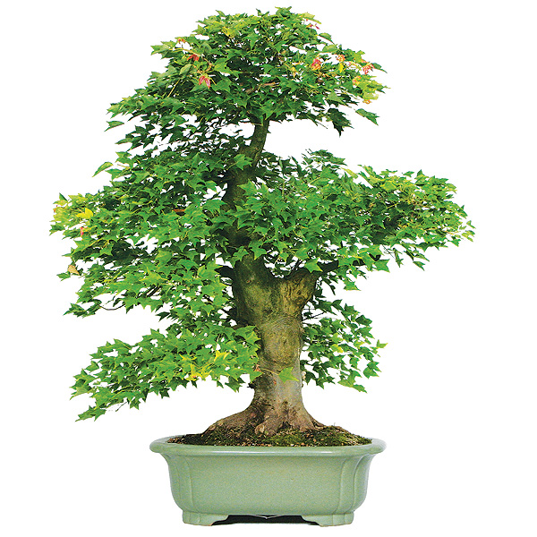 phongbonsai6
