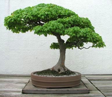 phongbonsai7