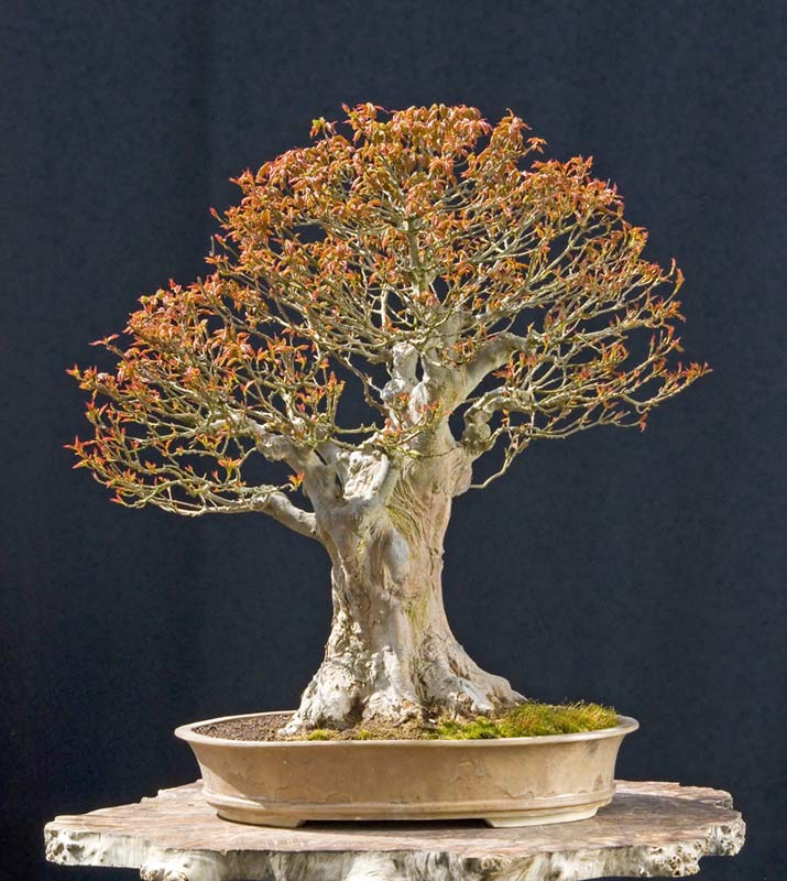 phongbonsai8