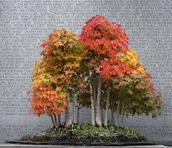 phongbonsai9