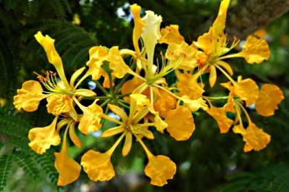 Cây Phượng Vỹ Vàng