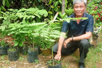 Cây Phượng vàng giống