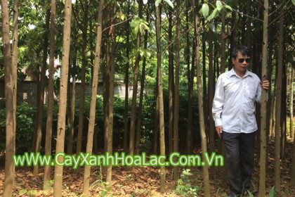 Cây Dổi Rừng