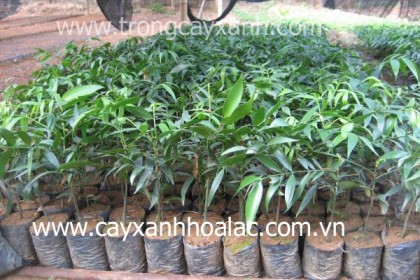 Vườn ươm giống cây Kim Giao