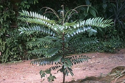 Cây và Lá Cây Mật Nhân