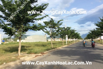Trồng Cây Xanh Khu Đô Thị Mới Đà Nẵng