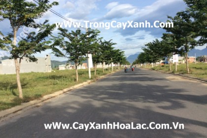 Trồng Cây Xanh Khu Đô Thị Mới Đà Nẵng