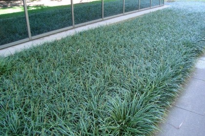 Cỏ tóc tiên dành cho các công trình sân vườn