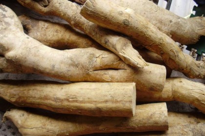 Rễ cây Mật Nhân