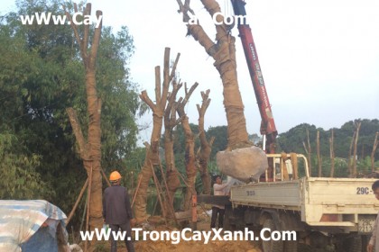 Hình ảnh đang thi công để ươm tại vườn Hòa Lạc
