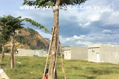 Trồng Cây Xanh Khu Đô Thị Mới Đà Nẵng