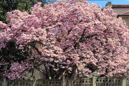 Cây Mộc Lan Hoa Hồng Đào