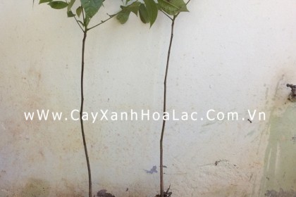 Chúng tôi cung cấp cây giống