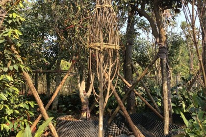 Cây Mộc Lan Trưởng Thành