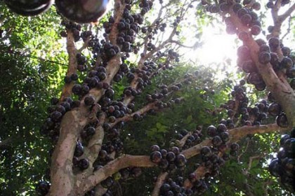 Cây Nho Thân Gỗ