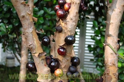 Nho thân gỗ còn tên là Cây Jabuticaba