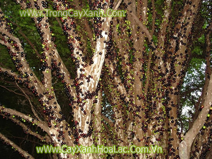 Jabuticaba-cay-nho