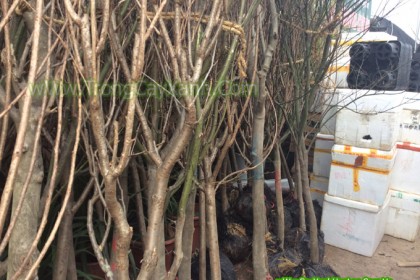 Cây Hoa Mộc Lan giống