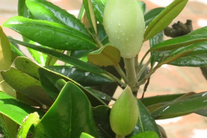 Nụ Hoa Sen Đất