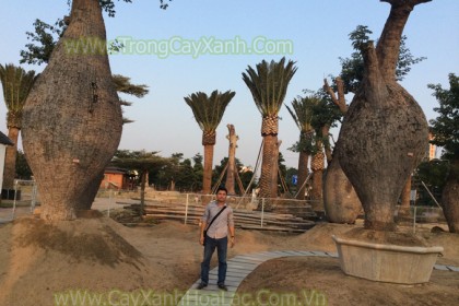Cây Phật Tích