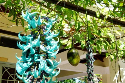 Cây Hoa Móng Cọp Xanh